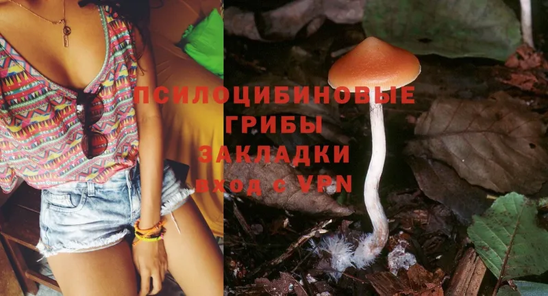 Псилоцибиновые грибы Psilocybe  Голицыно 